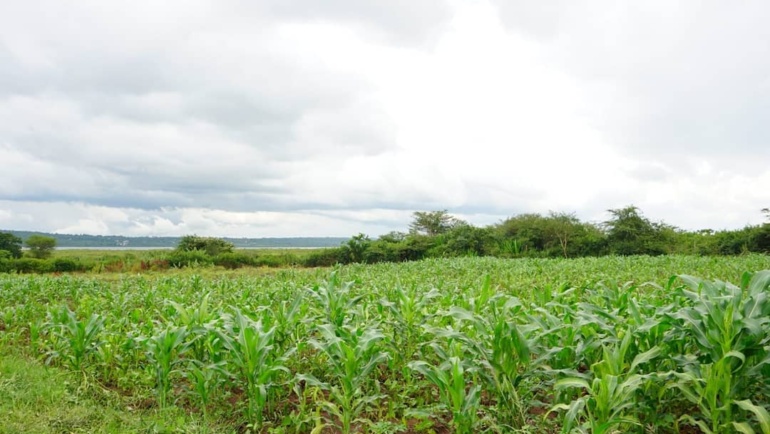 The Farm: A Beacon of Growth, Hope, and Security